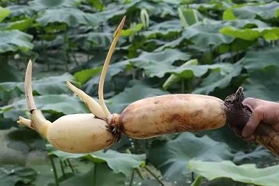 華逸府聯(lián)手湖北洪湖藕、江永芋頭，為您帶來健康原生態(tài)食材